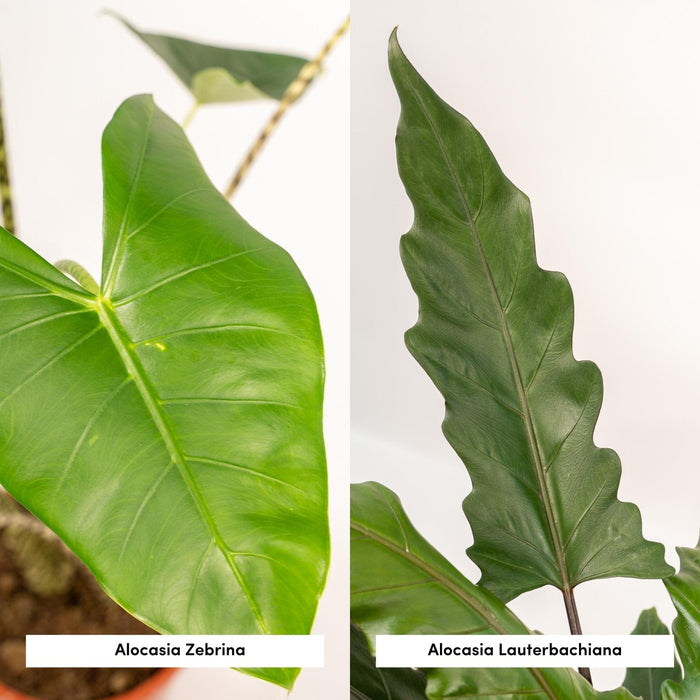 Alocasia Æske - Sæt Med 2 Planter