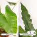Alocasia Æske - Sæt Med 2 Planter