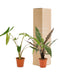 Alocasia Æske - Sæt Med 2 Planter