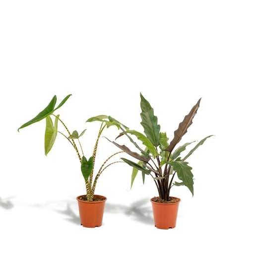 Alocasia Æske - Sæt Med 2 Planter