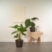 Alocasia Wenii Æske, Alocasia Portodora - Sæt Med 2 Planter