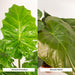 Alocasia Wenii Æske, Alocasia Portodora - Sæt Med 2 Planter