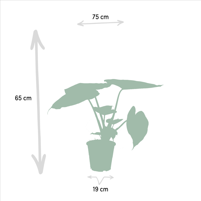 Alocasia Wenii Æske, Alocasia Portodora - Sæt Med 2 Planter