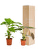 Alocasia Wenii Æske, Alocasia Portodora - Sæt Med 2 Planter