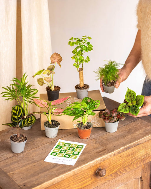 Æske Til Babyplanter