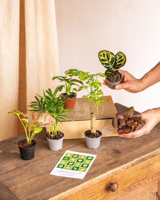 Æske Til Babyplanter