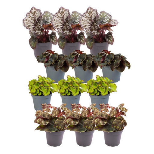 Begonia Æske - Sæt Med 12 Planter