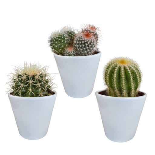 Kaktuskasse Og Dens Hvide Plantepotter - Sæt Med 3 Planter, H16Cm