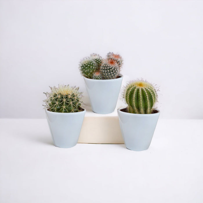 Kaktuskasse Og Dens Hvide Plantepotter - Sæt Med 3 Planter, H16Cm