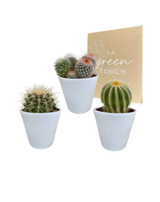 Kaktuskasse Og Dens Hvide Plantepotter - Sæt Med 3 Planter, H16Cm