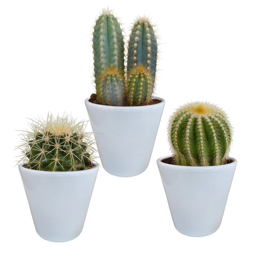 Kaktuskasse Og Dens Hvide Plantepotter - Sæt Med 3 Planter, H18Cm