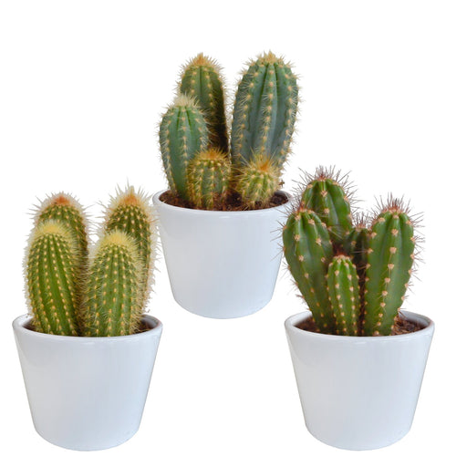 Kaktuskasse Og Dens Hvide Plantepotter - Sæt Med 3 Planter, H23Cm