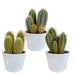 Kaktuskasse Og Dens Hvide Plantepotter - Sæt Med 3 Planter, H23Cm