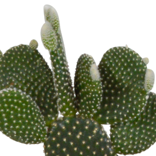 Kaktuskasse Og Dens Hvide Plantepotter - Sæt Med 3 Planter, H23Cm