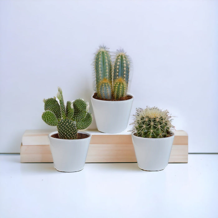 Kaktuskasse Og Dens Hvide Plantepotter - Sæt Med 3 Planter, H23Cm