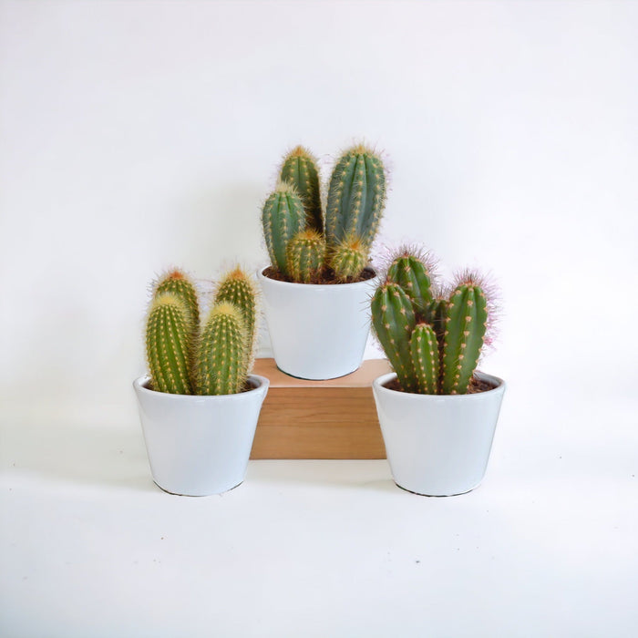 Kaktuskasse Og Dens Hvide Plantepotter - Sæt Med 3 Planter, H23Cm