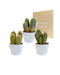 Kaktuskasse Og Dens Hvide Plantepotter - Sæt Med 3 Planter, H23Cm