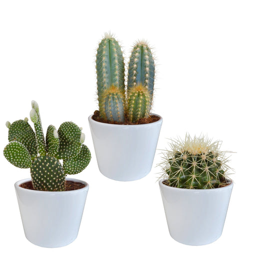 Kaktuskasse Og Dens Hvide Plantepotter - Sæt Med 3 Planter, H23Cm
