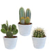 Kaktuskasse Og Dens Hvide Plantepotter - Sæt Med 3 Planter, H23Cm