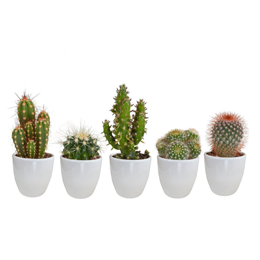 Kaktuskasse Og Dens Hvide Plantepotter - Sæt Med 5 Planter, H40Cm
