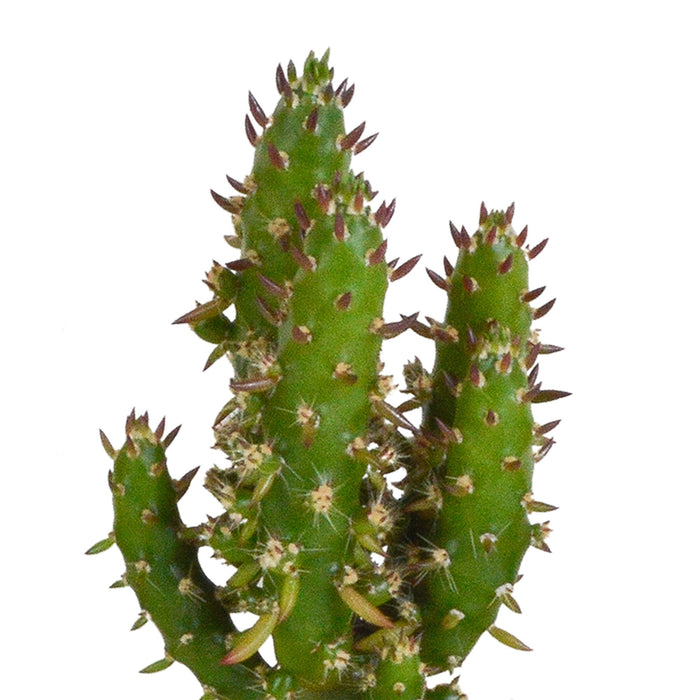 Kaktuskasse Og Dens Hvide Plantepotter - Sæt Med 5 Planter, H40Cm