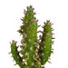Kaktuskasse Og Dens Hvide Plantepotter - Sæt Med 5 Planter, H40Cm