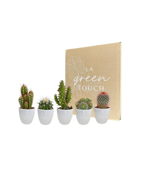 Kaktuskasse Og Dens Hvide Plantepotter - Sæt Med 5 Planter, H40Cm