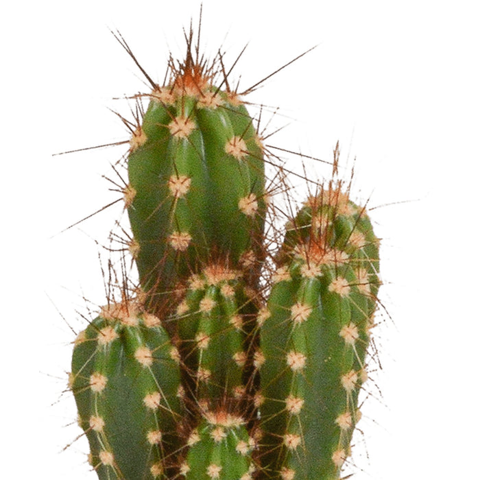 Kaktusæske, Sukkulenter - Sæt Med 15 Planter, H13Cm