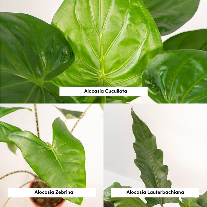 Alocasia Gaveæske - Sæt Med 3 Planter