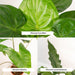 Alocasia Gaveæske - Sæt Med 3 Planter