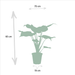 Alocasia Gaveæske - Sæt Med 3 Planter