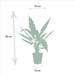 Alocasia Gaveæske - Sæt Med 3 Planter