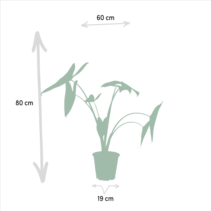 Alocasia Gaveæske - Sæt Med 3 Planter