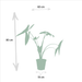 Alocasia Gaveæske - Sæt Med 3 Planter