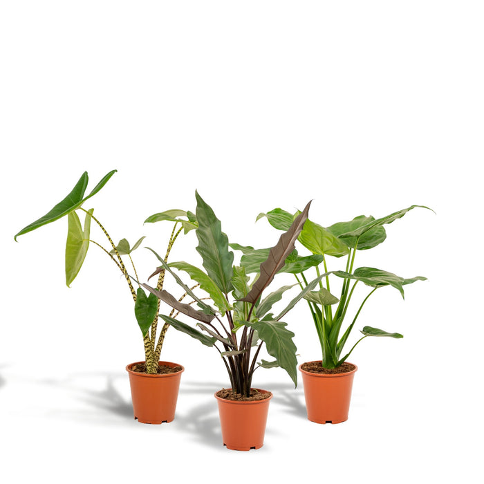 Alocasia Gaveæske - Sæt Med 3 Planter