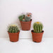 Baby Cactus Gaveæske - Sæt Med 3 Planter, H16Cm
