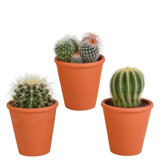 Kaktus Gaveæske Og Dens Terracotta Plantepotter - Sæt Med 3 Planter, H16Cm