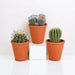 Kaktus Gaveæske Og Dens Terracotta Plantepotter - Sæt Med 3 Planter, H16Cm