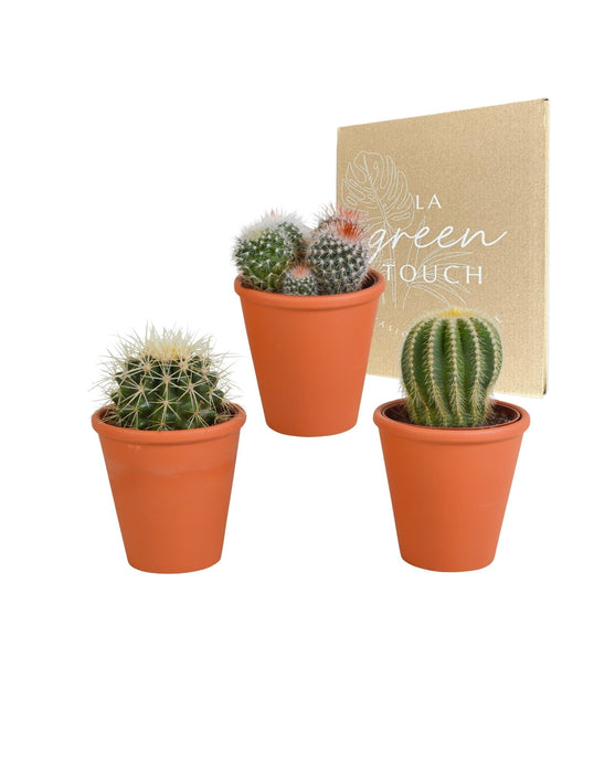 Kaktus Gaveæske Og Dens Terracotta Plantepotter - Sæt Med 3 Planter, H16Cm