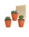 Kaktus Gaveæske Og Dens Terracotta Plantepotter - Sæt Med 3 Planter, H16Cm