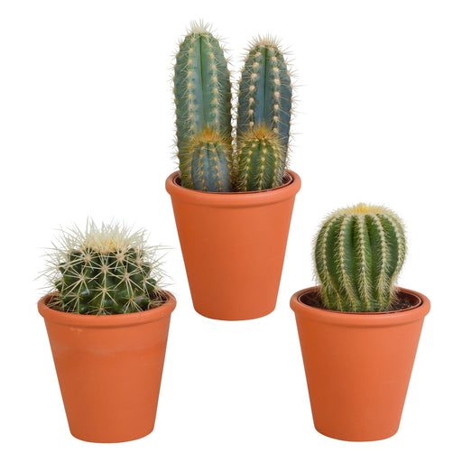 Kaktus Gaveæske Og Dens Terracotta Plantepotter - Sæt Med 3 Planter, H18Cm