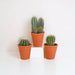 Kaktus Gaveæske Og Dens Terracotta Plantepotter - Sæt Med 3 Planter, H18Cm