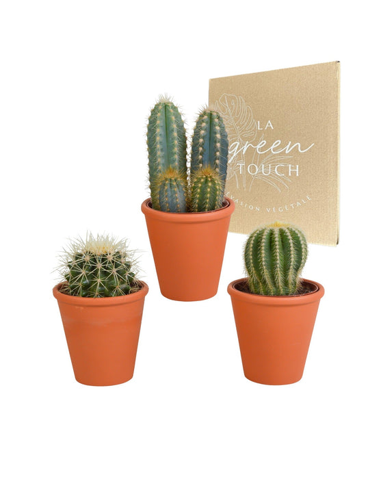 Kaktus Gaveæske Og Dens Terracotta Plantepotter - Sæt Med 3 Planter, H18Cm