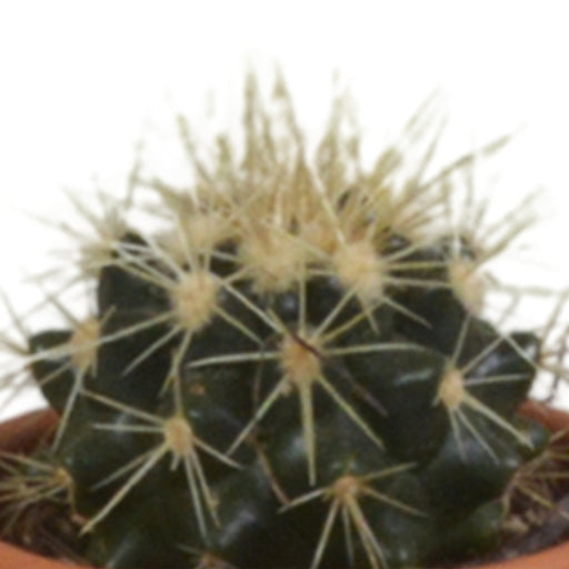 Kaktus Gaveæske - Sæt Med 5 Planter, H13Cm