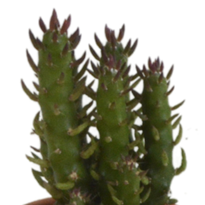 Kaktus Gaveæske - Sæt Med 5 Planter, H13Cm