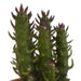 Kaktus Gaveæske - Sæt Med 5 Planter, H13Cm