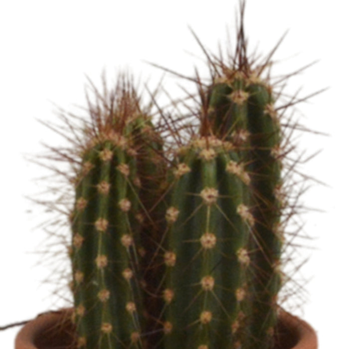 Kaktus Gaveæske - Sæt Med 5 Planter, H13Cm