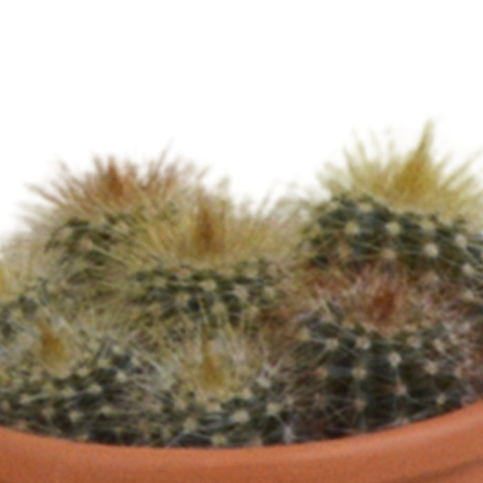 Kaktus Gaveæske - Sæt Med 5 Planter, H13Cm