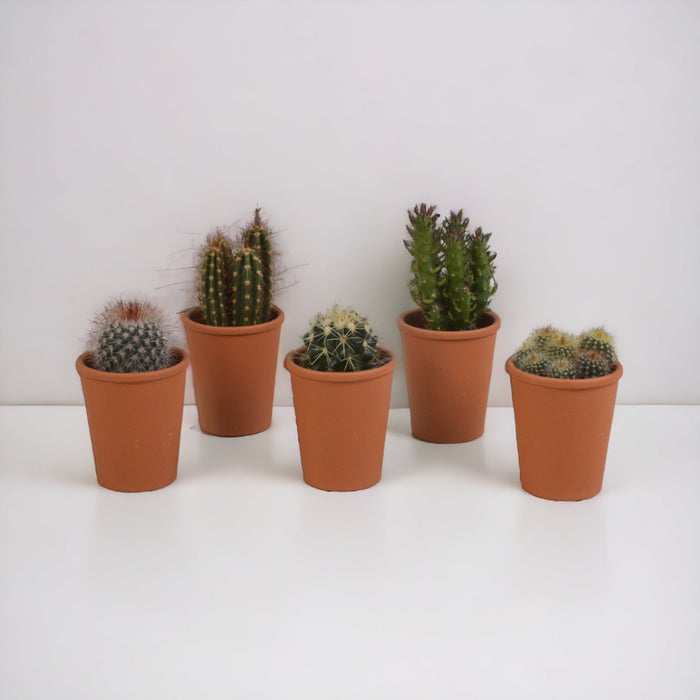 Kaktus Gaveæske - Sæt Med 5 Planter, H13Cm