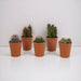 Kaktus Gaveæske - Sæt Med 5 Planter, H13Cm
